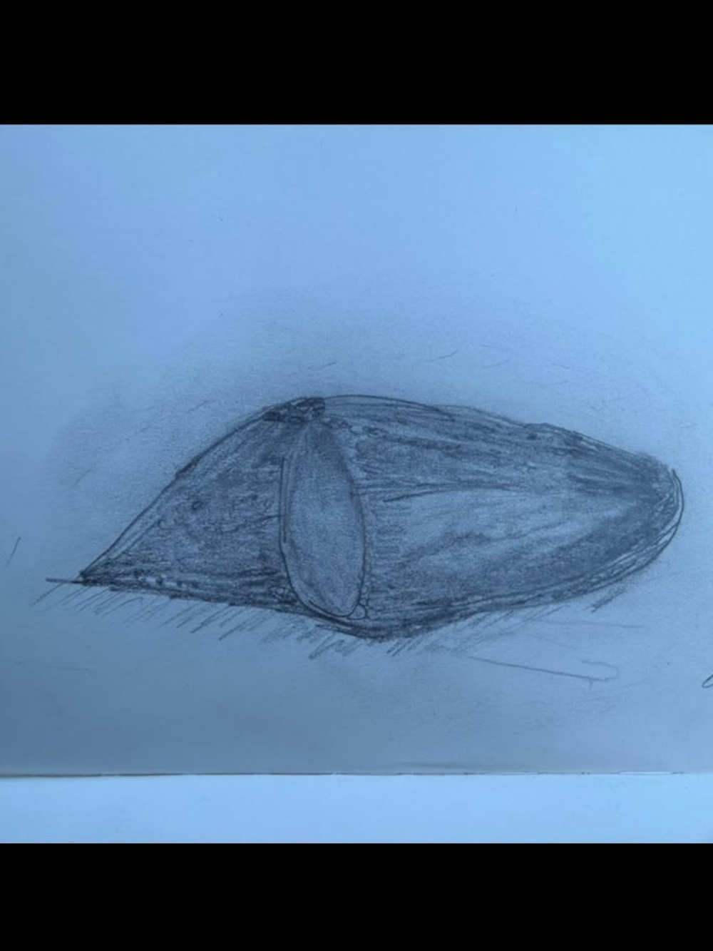 Original Hand-Drawn Pencil Shell Sketch - Gray